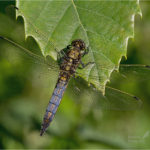 Black-Tailed Skimmer Dragonfly (Orthetrum cancellatum)