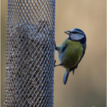 Blue Tit Taking Seed From A Feeder