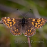 Duke of Burgundy (Hamearis lucina)