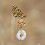 Spotted Fritillary Butterfly & Snail by Ben Kirby