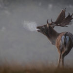 The lone fallow stag