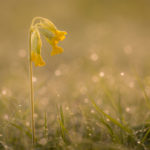 1st Place - Cowslip (Primula veris) by Jason Boswell