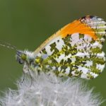 3rd Place - Orange Tip Butterfly (Anthocharis cardamines) on Dandelion by Jackie Kirby