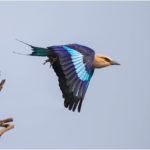 2nd Place - Blue-Bellied Roller (Coracias cyanogaster) East Africa by Roger Parker