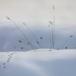 1st Place - Grasses and Fox Tracks by Steve Carroll