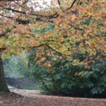 Mote Park's Autumn Leaves