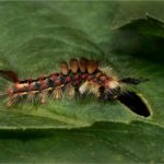 3rd Place - Vapoue Moth Caterpillar by Mick Hills