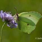 Brimstone Butterfly (Gonepteryx rhamni) on Scabious