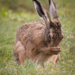 Brown Hare washing