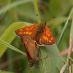 Large Skipper (Ochlodes sylvanus) Mating Pair