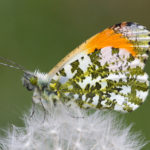 Orange Tip Butterfly on Dandeylion (Anthocharis cardamines)