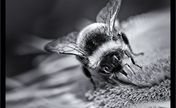10 - Gathering The Pollen