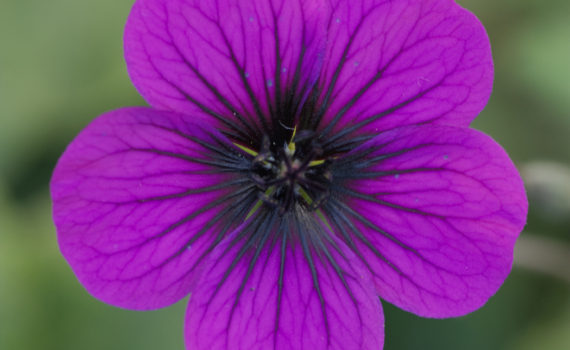 11 - Geranium