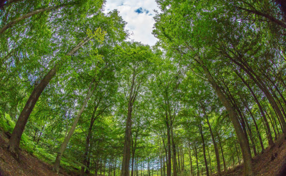 13 - Kings Wood in the Round