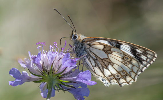 15 - Marbled White Butterfly