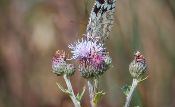 16 - MARBLED WHITE FEEDING