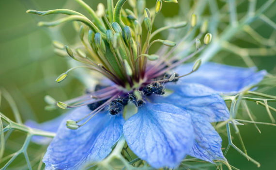 18 - Nigella