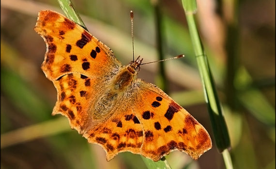 20 - Pale Comma Butterfly