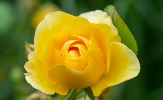 22 - Rose