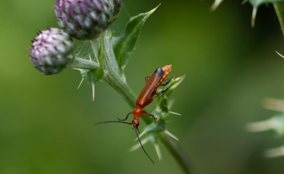 23 - Soldier Beetle