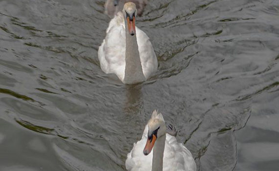25 - Swans