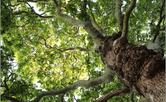 27 - Under the Canopy