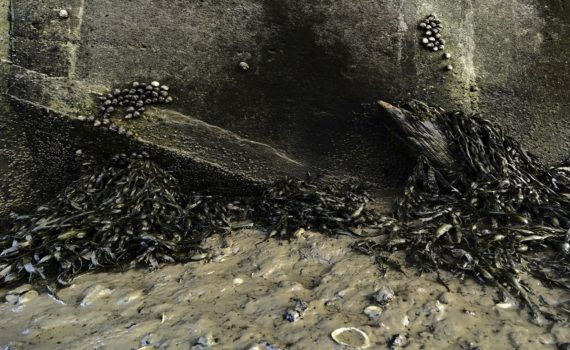 3 - Barnacles and seaweed