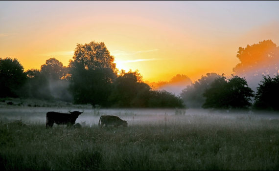 31 - Sunrise At Teston Kent
