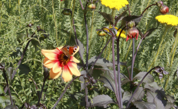 32 - Butterfly and Flowers