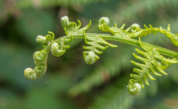 34 - Fern and Cobwebs