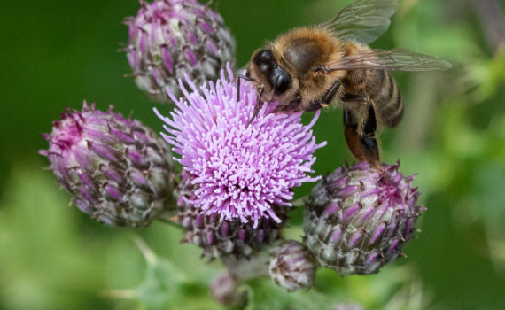 37 - Honey Bee