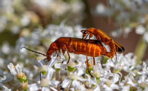 40 - Mating Beetles