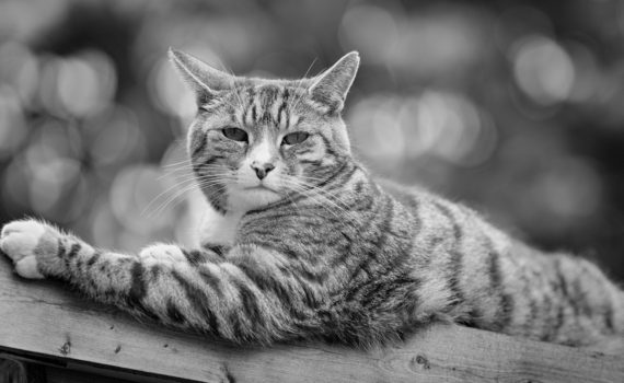 42 - Neighbourhood Watch