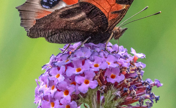 44 - Peacock butterfly on Buddleia