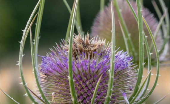 50 - Teasel In Vinters Valley Nature Reserve Maidstone