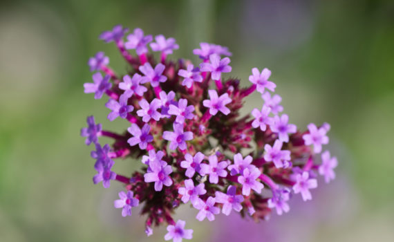 54 - Verbena