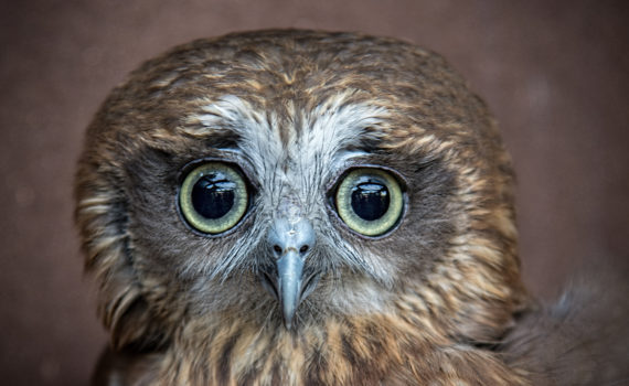 59 - Bobook Owl