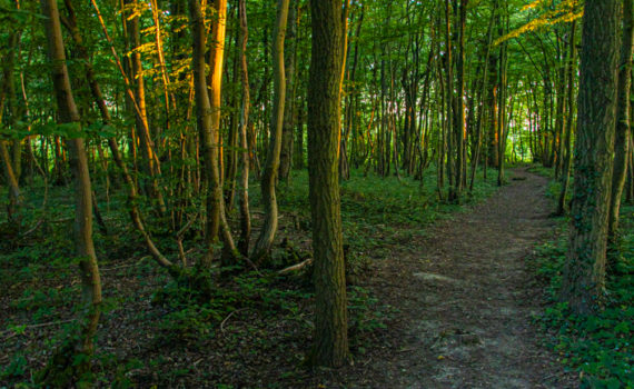 60 - BRIGHT SPOT IN THE WOODS