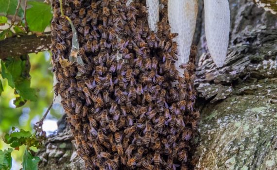 61 - Busy Bees