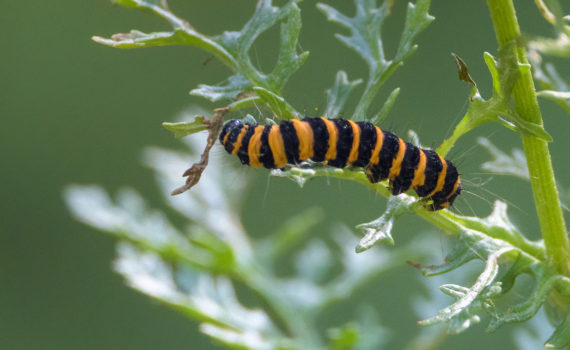 62 - Cinnabar caterpiller