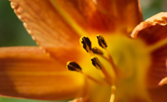 66 - Day Lily