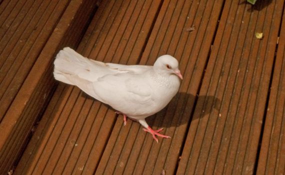 67 - Dove on Decking