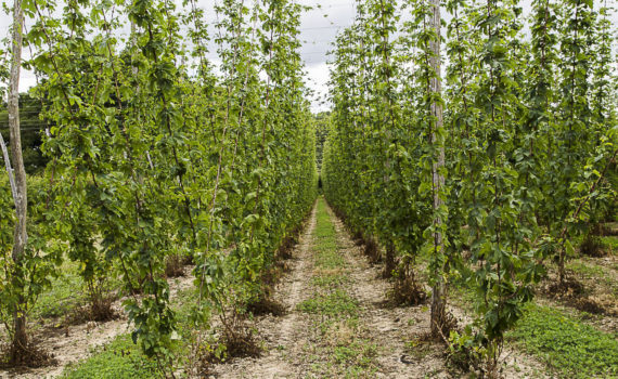68 - Hop Crop