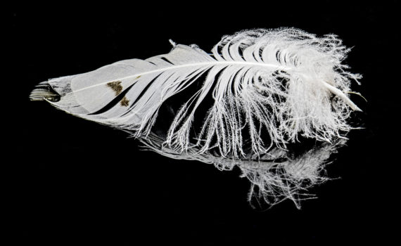 7 - Feather