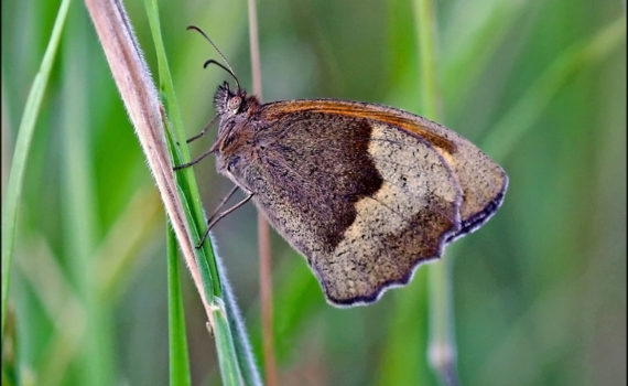 70 - Meadow Brown Butterfly