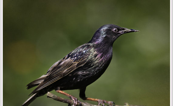71 - NOTHING OUTSHINES A STARLING