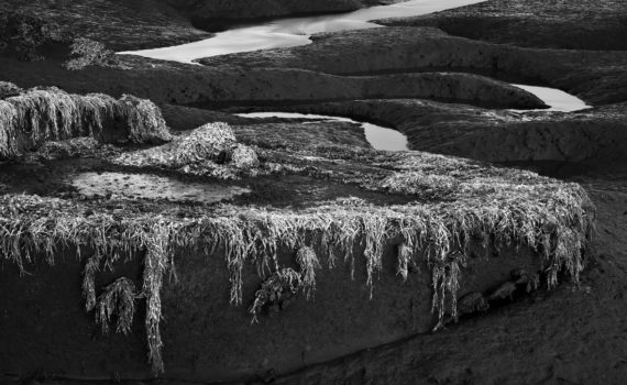 73 - Sunken barge and seaweed in Swale mud