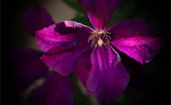 74 - Sunlight on Clematis