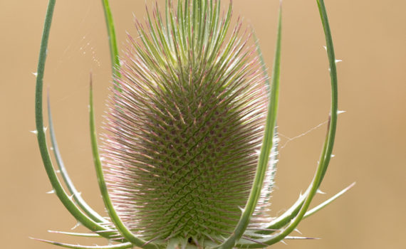 75 - Teasel