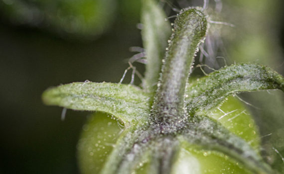 78 - TOMATOES COMING ALONG